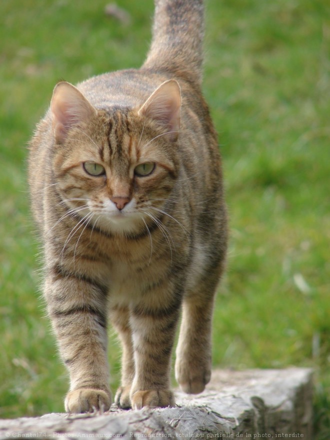 Photo de Chat domestique