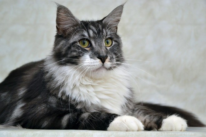 Photo de Maine coon