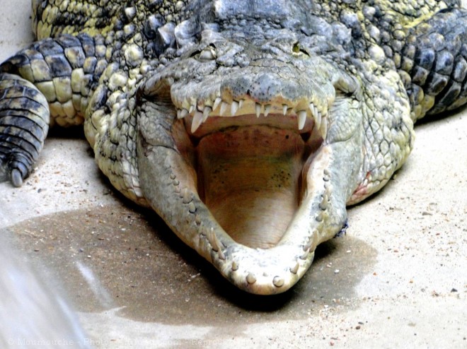 Photo de Crocodile