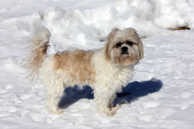 Photo de Shih tzu