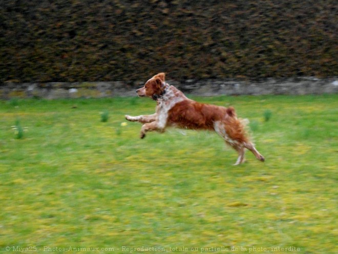 Photo d'Epagneul breton