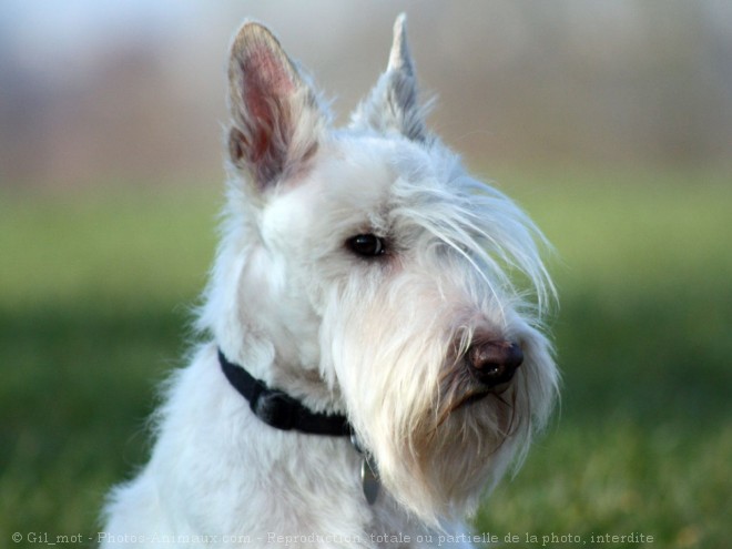 Photo de Scottish terrier