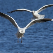 Photo de Mouette