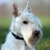 Photo de Scottish terrier