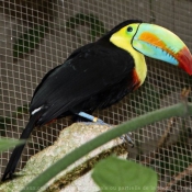 Photo de Toucan