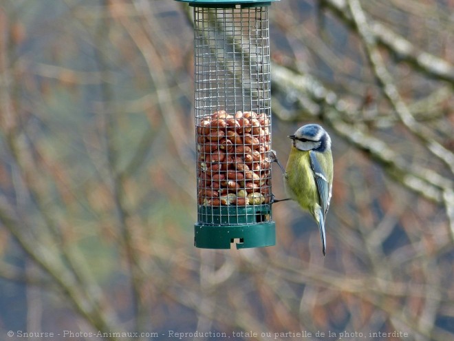 Photo de Msange bleue