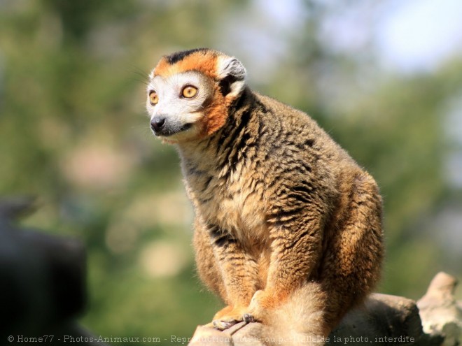 Photo de Lmurien - lmur couronn