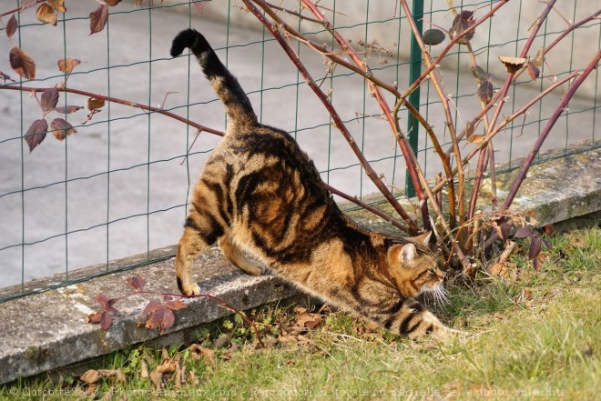 Photo de Chat domestique