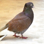 Photo de Pigeon