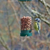 Photo de Msange bleue