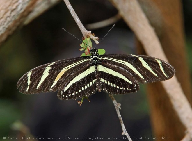 Photo de Papillon