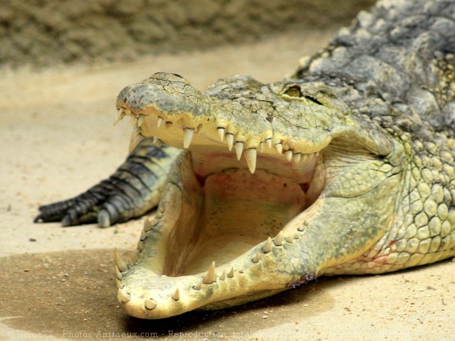 Photo de Crocodile