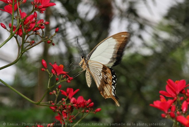 Photo de Papillon