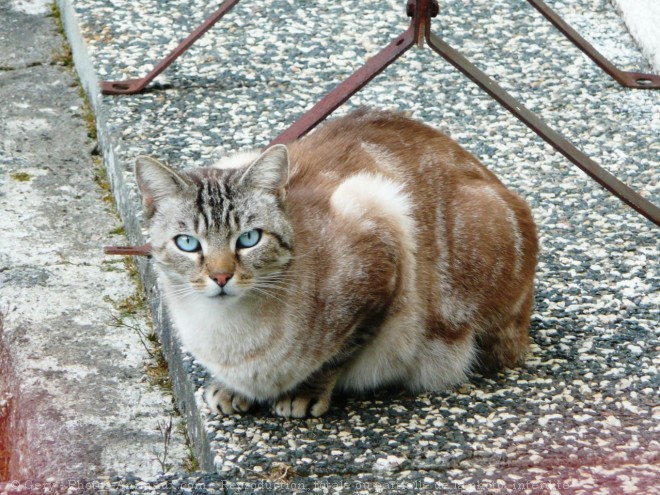 Photo de Chat domestique