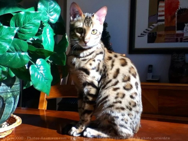 Photo de Bengal