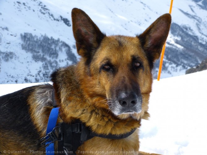 Photo de Berger allemand  poil court