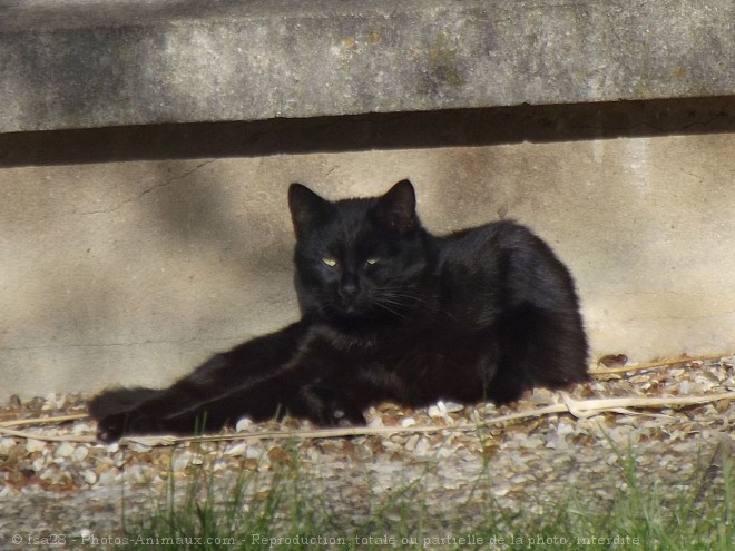 Photo de Chat domestique