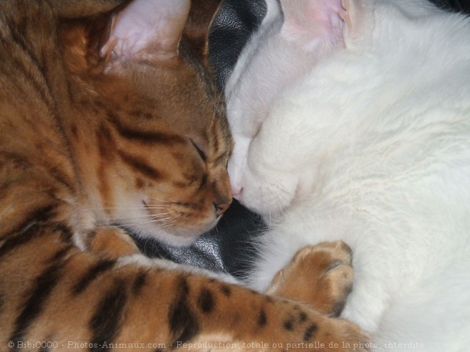 Photo de Bengal