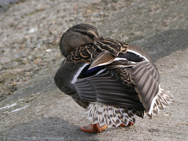 Photo de Canard colvert