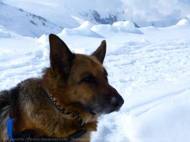 Photo de Berger allemand  poil court