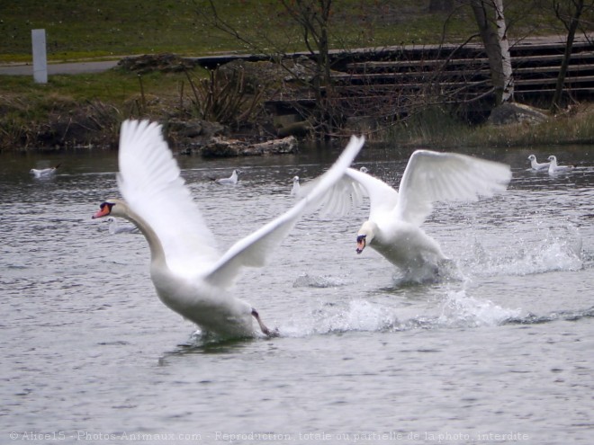 Photo de Cygne