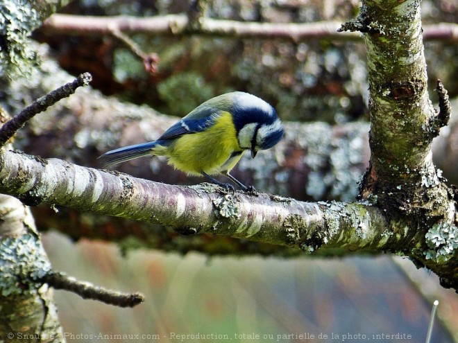 Photo de Msange bleue