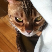 Photo de Bengal