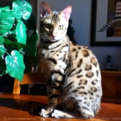 Photo de Bengal