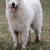 Photo de Chien de montagne des pyrnes