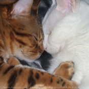 Photo de Bengal