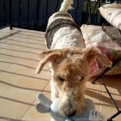 Photo de Fox terrier  poil dur