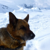 Photo de Berger allemand  poil court