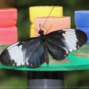 Photo de Papillon