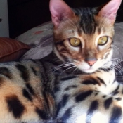 Photo de Bengal