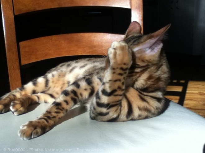 Photo de Bengal