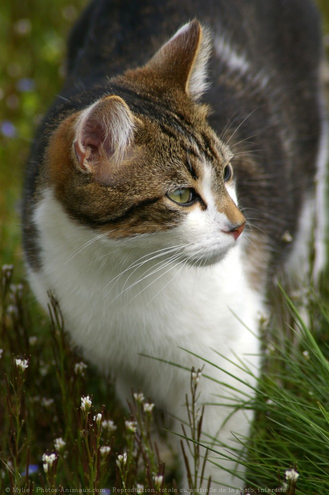 Photo de Chat domestique