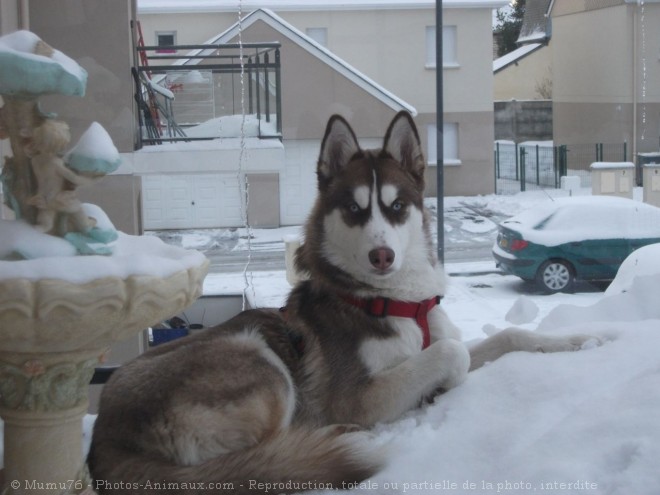 Photo de Husky siberien