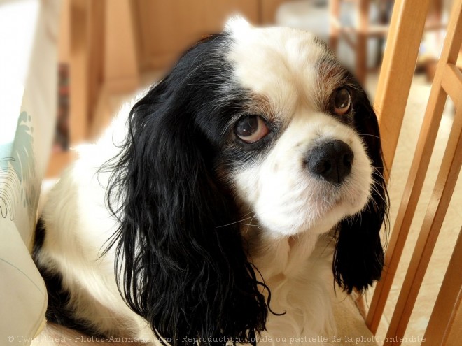 Photo De Cavalier King Charles Spaniel Thea Dite Mamie Nova N Sur Photos Animaux Com