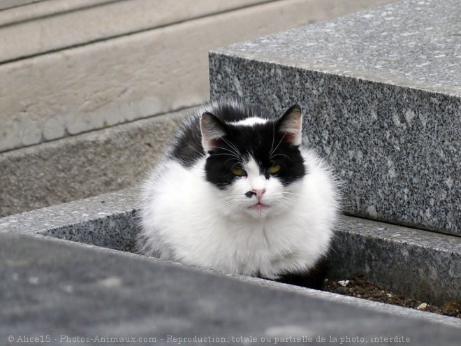 Photo de Chat domestique