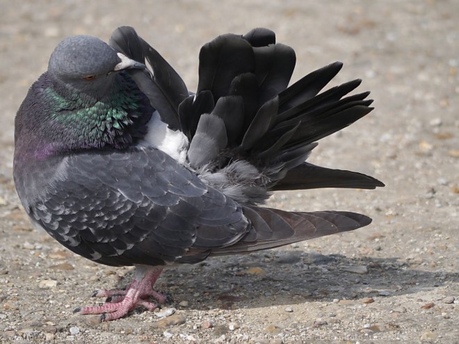 Photo de Pigeon