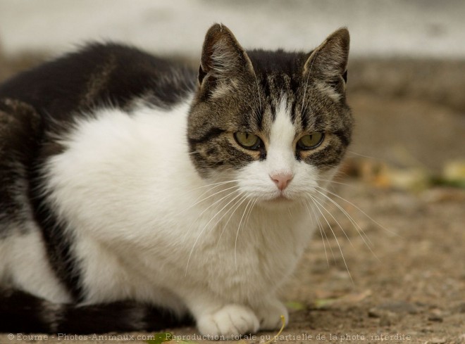 Photo de Chat domestique