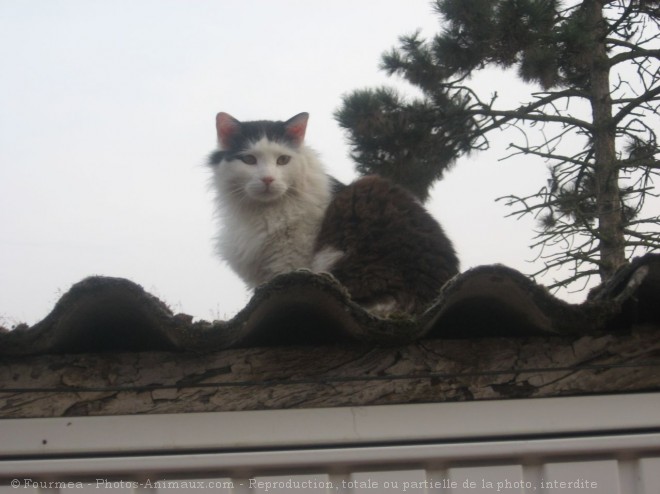 Photo de Chat domestique