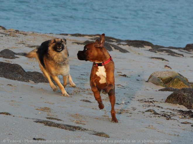 Photo de Boxer