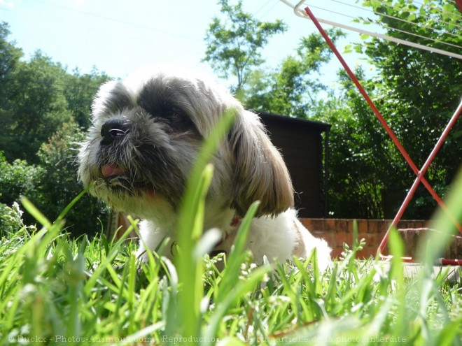 Photo de Shih tzu