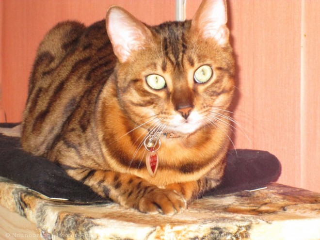 Photo de Bengal