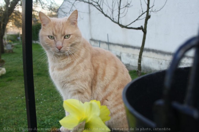 Photo de Chat domestique