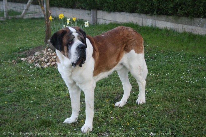 Photo de Saint-bernard poil long