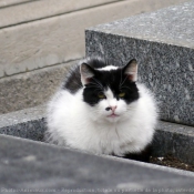 Photo de Chat domestique