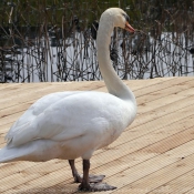 Photo de Cygne