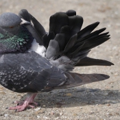 Photo de Pigeon